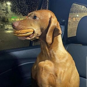 Meet your Posher, Brad